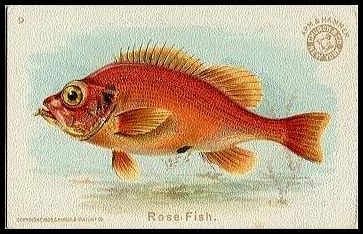 9 Rose Fish